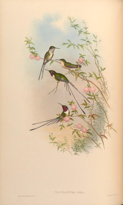 Thaumastura cora by John Gould